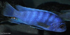 Labidochromis sp. 'gigas mara' Mara Rocks